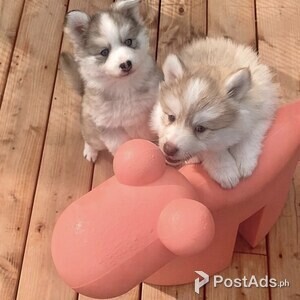 Playful Pomky puppies | PostAds PH