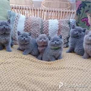 Friendly British short Hair Kittens | PostAds PH
