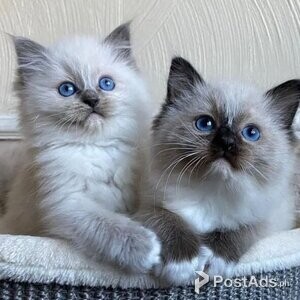 Friendly Ragdoll Kittens | PostAds PH