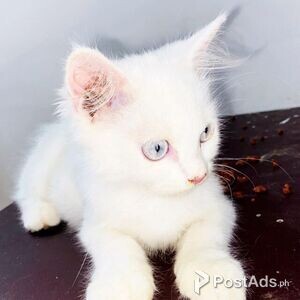 Persian kitten for adoption | PostAds PH