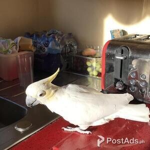 Amazing Umbrella Cockatoo Parrots | PostAds PH