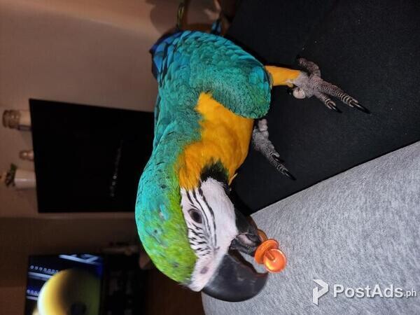 MNJ Amazing Blue and Gold Macaw