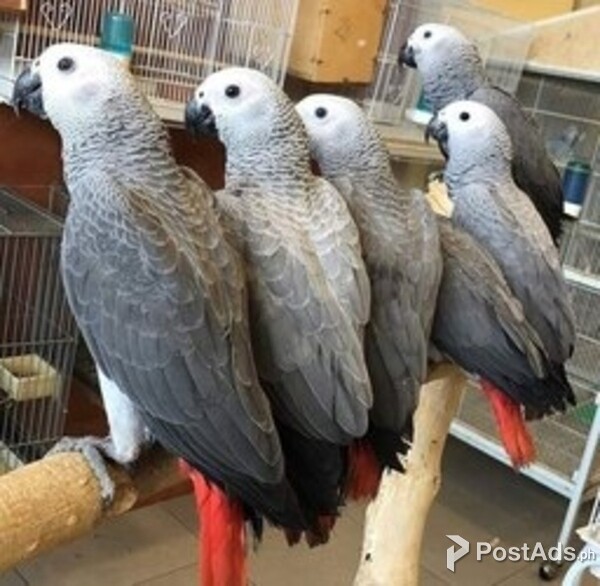 Star African Grey Parrots