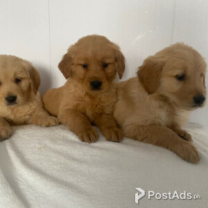 Golden Retriever puppies | PostAds PH