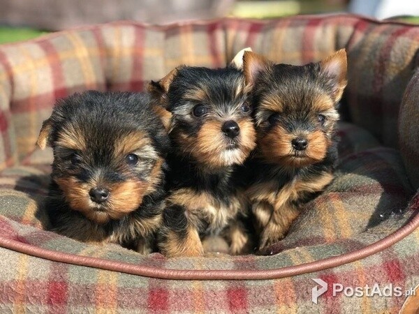 3 Affectionate Yorkshire Terrier Puppies PureBred