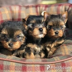 3 Affectionate Yorkshire Terrier Puppies PureBred | PostAds PH