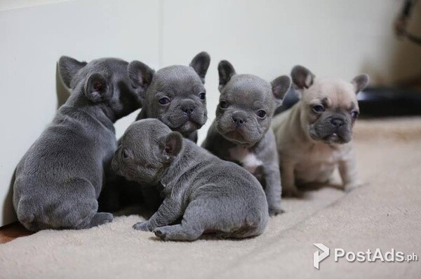 5 Adorable French bulldog Puppies