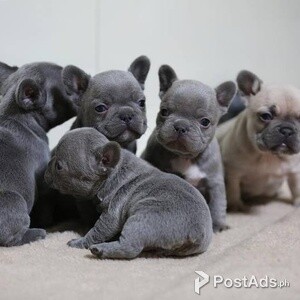 5 Adorable French bulldog Puppies | PostAds PH