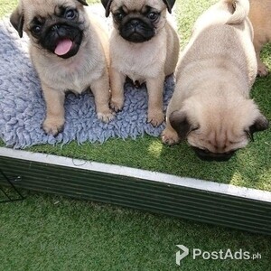 Pug puppies for adoption | PostAds PH