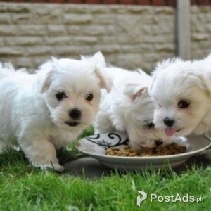 Best friend for life Maltese Puppies | PostAds PH