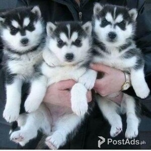 3 Playfull siberian Husky Puppies | PostAds PH