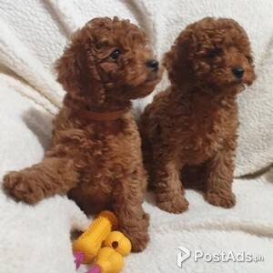 Cavapoo puppies available now | PostAds PH