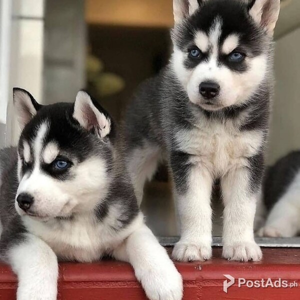 Charming Siberian Husky Puppies