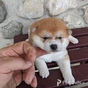 Shiba inu puppies | PostAds PH