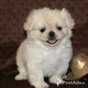 Peking puppies | PostAds PH