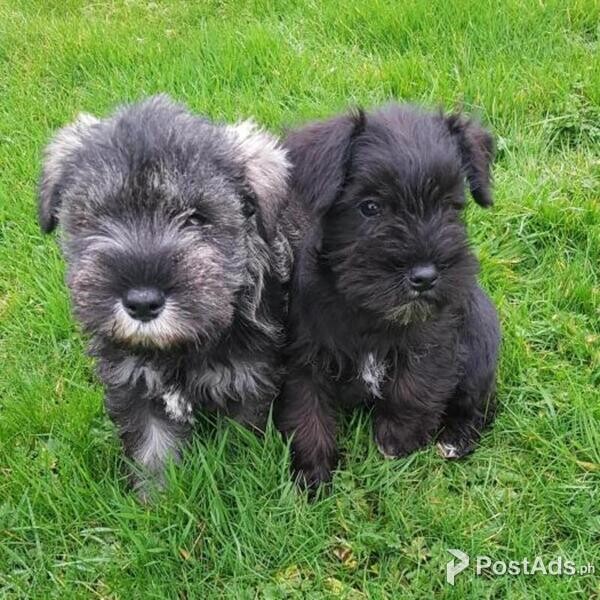 Miniature Schnauzer