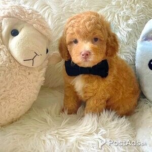 Multipool Puppies | PostAds PH