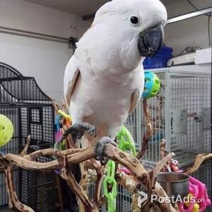 Umbrella Cockatoo Parrots | PostAds PH