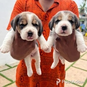 Beagle Puppies | PostAds PH