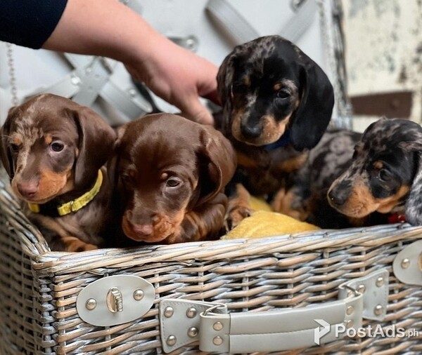 Dachshund Puppies