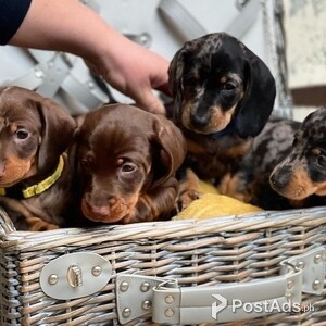 Dachshund Puppies | PostAds PH