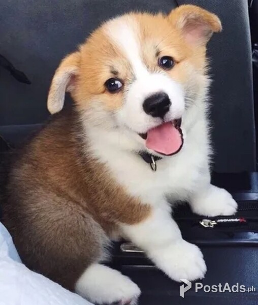 Welsh Corgi puppies