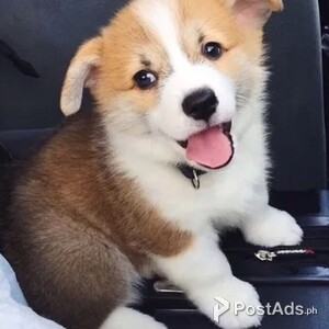 Welsh Corgi puppies | PostAds PH
