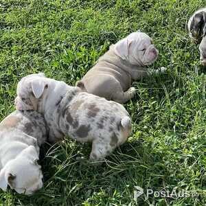 English Bulldog Puppies | PostAds PH