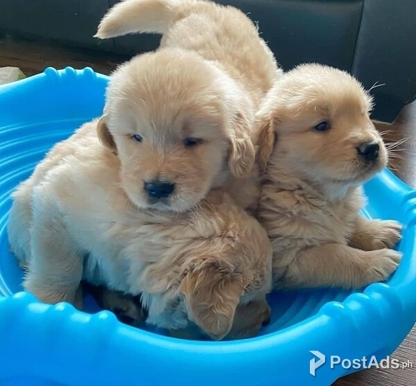 Golden Retriever Puppies
