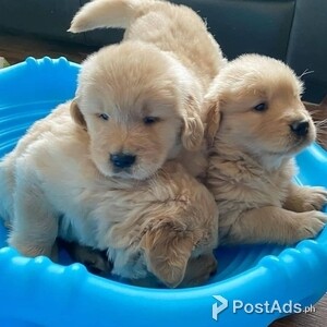 Golden Retriever Puppies | PostAds PH