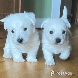 Westie Puppies | PostAds PH