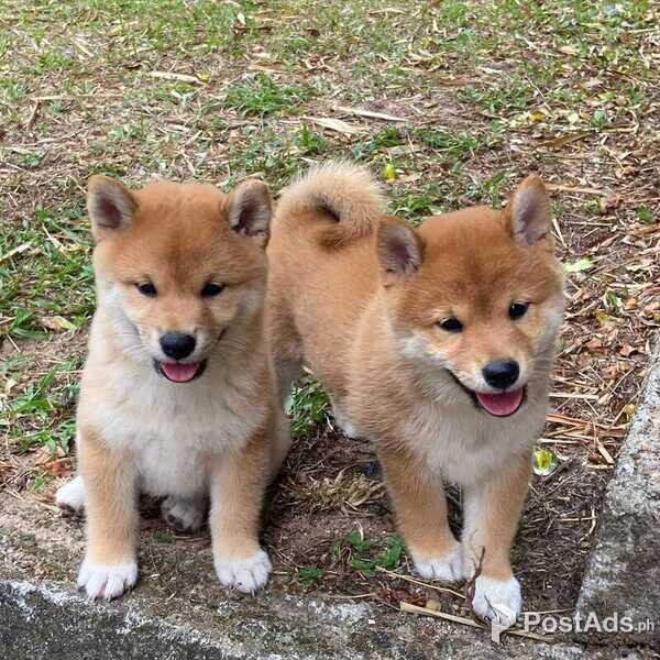 Shiba Inu pups