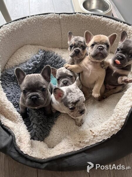 French Bulldog puppies for sale