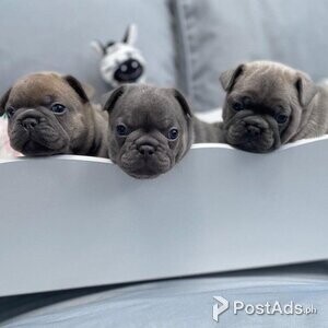 Beautiful lilac French bulldog puppies | PostAds PH