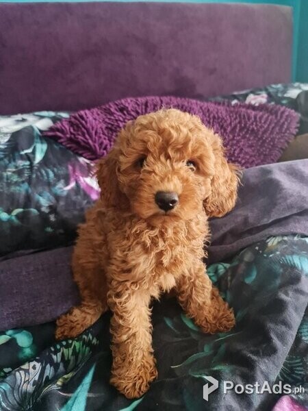 Top Quality Health Tested Clear Red Toy Poodles