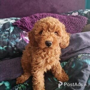 Top Quality Health Tested Clear Red Toy Poodles | PostAds PH