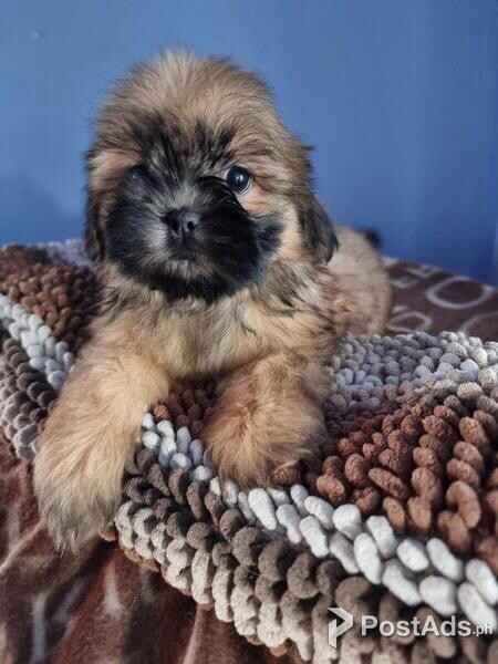 Beautiful Shih Tzu Puppies, 1 Boy