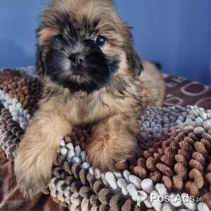 Beautiful Shih Tzu Puppies, 1 Boy | PostAds PH