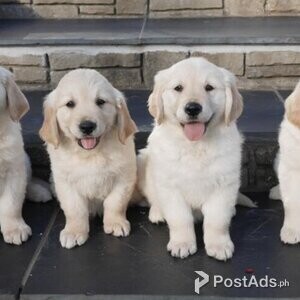Stunning Health Tested Golden Retriever Puppies | PostAds PH