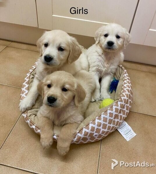 Chunky Golden Retriever Puppies