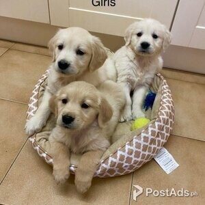 Chunky Golden Retriever Puppies | PostAds PH