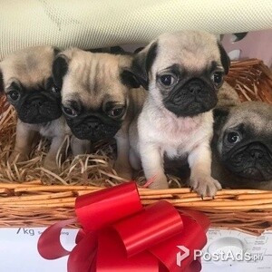 4 sweet Pug Puppies | PostAds PH
