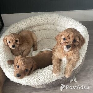 6 F2 CAVAPOOS REDUCED | PostAds PH