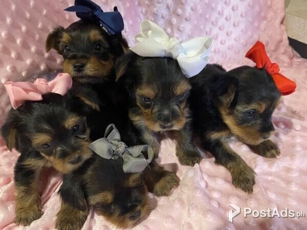 Beautiful Yorkshire terrier puppys