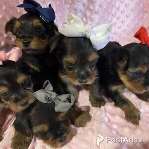 Beautiful Yorkshire terrier puppys | PostAds PH