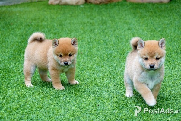 Shiba Inu Puppies for sale