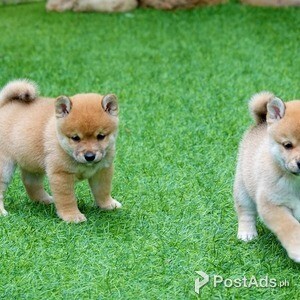 Shiba Inu Puppies for sale | PostAds PH