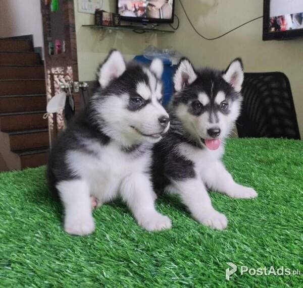 Beautiful Siberian Husky puppies for good home