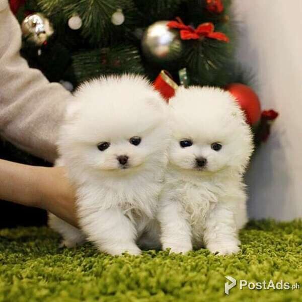 Beautiful Pomeranian puppies for good home