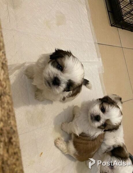 Beautiful Shih Tzu puppies for good home